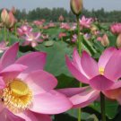 Heirloom Fragrant Ball Pink Nelumbo Nucifera Lotus Flower 1 PCS Seeds Heirloom Fragrant Ball Pink Nelumbo Nucifera Lotus Flower 1 PCS Seeds