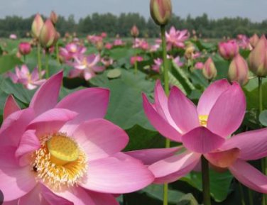 Heirloom Fragrant Ball Pink Nelumbo Nucifera Lotus Flower 1 PCS Seeds