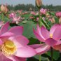 Heirloom Fragrant Ball Pink Nelumbo Nucifera Lotus Flower 1 PCS Seeds