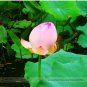 Heirloom Fragrant Ball Pink Nelumbo Nucifera Lotus Flower 1 PCS Seeds