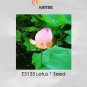 Heirloom Fragrant Ball Pink Nelumbo Nucifera Lotus Flower 1 PCS Seeds