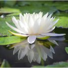 Heirloom Fragrant White Wrinkled Nelumbo Nucifera Lotussss
