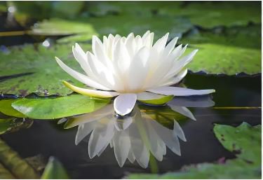Heirloom Fragrant White Wrinkled Nelumbo Nucifera Lotussss