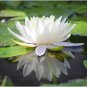 Heirloom Fragrant White Wrinkled Nelumbo Nucifera Lotussss