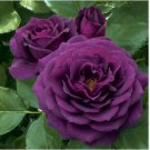 Heirloom Fresh Exotic Purple Rose Bush Flower 50 PCS Seeds