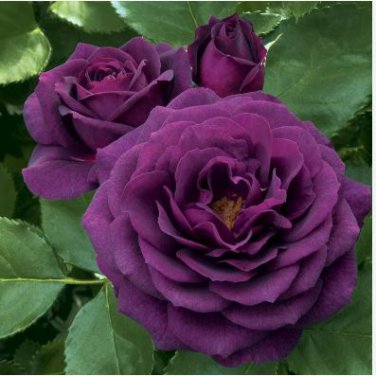 Heirloom Fresh Exotic Purple Rose Bush Flower 50 PCS Seeds