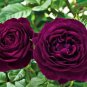 Heirloom Fresh Exotic Purple Rose Bush Flower 50 PCS Seeds