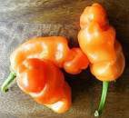 Heirloom Fresh Orange Peter Penis Chili Pepper Organic 10 PCS Seeds