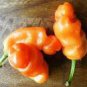Heirloom Fresh Orange Peter Penis Chili Pepper Organic 10 PCS Seeds
