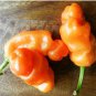 Heirloom Fresh Orange Peter Penis Chili Pepper Organic 10 PCS Seeds