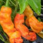 Heirloom Fresh Orange Peter Penis Chili Pepper Organic 10 PCS Seeds