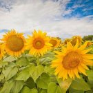 Heirloom Garden 'smiling face' Sunflowers 15 PCS Seeds Heirloom Garden 'smiling face' Sunflowers 15 PCS Seeds