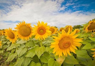 Heirloom Garden 'smiling face' Sunflowers 15 PCS Seeds