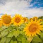 Heirloom Garden 'smiling face' Sunflowers 15 PCS Seeds