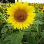 Heirloom Garden 'smiling face' Sunflowers 15 PCS Seeds