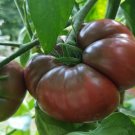 Heirloom Giant Black Krim Tomato Hybrid F2 Vegetables 100 PCS Seeds Heirloom Giant Black Krim Tomato Hybrid F2 Vegetables 100 PCS Seeds