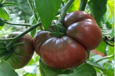 Heirloom Giant Black Krim Tomato Hybrid F2 Vegetables 100 PCS Seeds