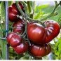 Heirloom Giant Black Krim Tomato Hybrid F2 Vegetables 100 PCS Seeds
