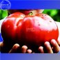 Heirloom Giant Monster Tomato Genuine Fresh 100 PCS Seeds