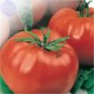 Heirloom Giant Monster Tomato Genuine Fresh 100 PCS Seeds