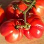 Heirloom Giant Monster Tomato Genuine Fresh 100 PCS Seeds