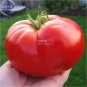 Heirloom Giant Monster Tomato Genuine Fresh 100 PCS Seeds