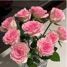 Heirloom Golden Pink Mixed Rose Flower 20 PCS Seeds