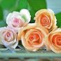 Heirloom Golden Pink Mixed Rose Flower 20 PCS Seeds