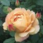 Heirloom Golden Pink Mixed Rose Flower 20 PCS Seeds