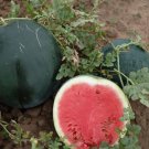 Heirloom Gray Skin Big Long Red Sweet Seedless Watermelon Organic 50 PCS Seeds Heirloom Gray Skin Big Long Red Sweet Seedless Watermelon Organic 50 PCS Seeds
