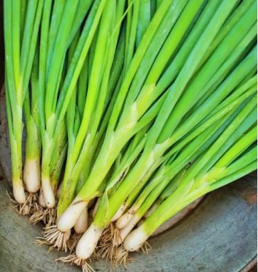 Heirloom Green Drumstick Scallion 30 PCS Seeds