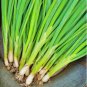 Heirloom Green Drumstick Scallion 30 PCS Seeds