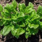 Heirloom Green Malabar Spinach Vegetable 50 PCS Seeds