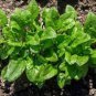 Heirloom Green Malabar Spinach Vegetable 50 PCS Seeds