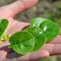Heirloom Green Malabar Spinach Vegetable 50 PCS Seeds