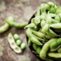 Heirloom Green Organic Edamame Vegetables 10 PCS Seeds
