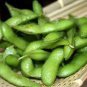 Heirloom Green Organic Edamame Vegetables 10 PCS Seeds