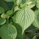 Heirloom Green Perilla 100 PCS Seeds