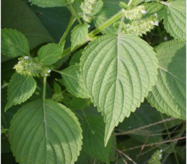 Heirloom Green Perilla 100 PCS Seeds