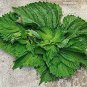 Heirloom Green Perilla 100 PCS Seeds
