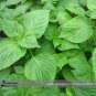 Heirloom Green Perilla 100 PCS Seeds