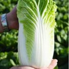Heirloom Green Yellow Chinese Cabbage Organic 10 PCS Seeds