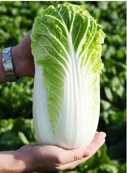 Heirloom Green Yellow Chinese Cabbage Organic 10 PCS Seeds