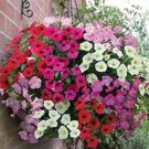 Heirloom Hanging Petunia Mixed Seeds Color Waves Hanging 200 PCS Seeds