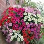 Heirloom Hanging Petunia Mixed Seeds Color Waves Hanging 200 PCS Seeds