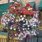 Heirloom Hanging Petunia Mixed Seeds Color Waves Hanging 200 PCS Seeds