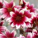 Heirloom Hardy Berry Chiffon Coreopsis Flower 20 PCS Seeds