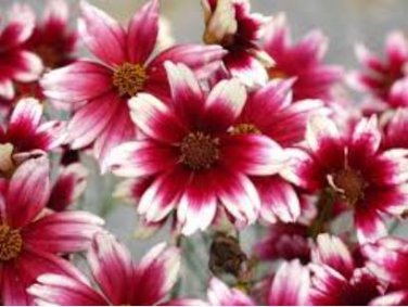 Heirloom Hardy Berry Chiffon Coreopsis Flower 20 PCS Seeds