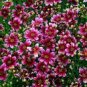 Heirloom Hardy Berry Chiffon Coreopsis Flower 20 PCS Seeds