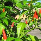 Heirloom Hawaii Red Yellow Pod Chili Pepper Organic 50 PCS Seeds
